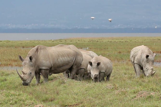 Day trip to Ol Pejeta conservancy from Nairobi - Baraka and the Northern White Rhinos
