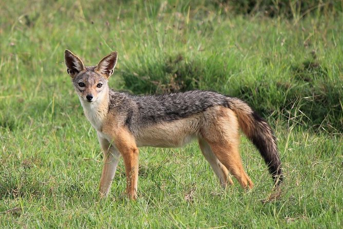 Day trip to Ol Pejeta conservancy from Nairobi - What the $163.80 Price Really Covers