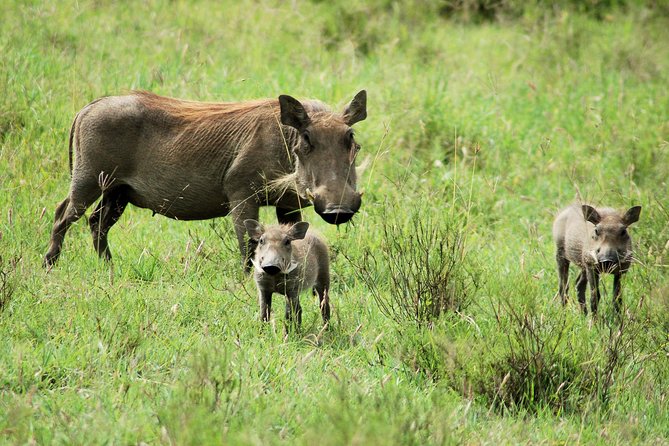 Day trip to Ol Pejeta conservancy from Nairobi - The Benefits of a Private Vehicle