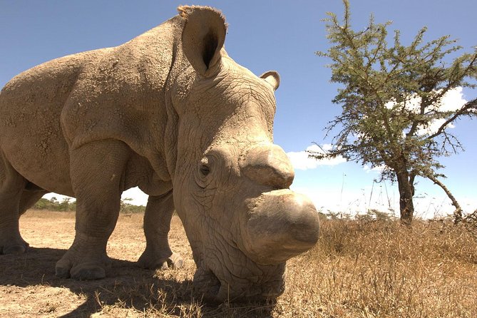 Day trip to Ol Pejeta conservancy from Nairobi - Who Should Book This Ol Pejeta Day Trip