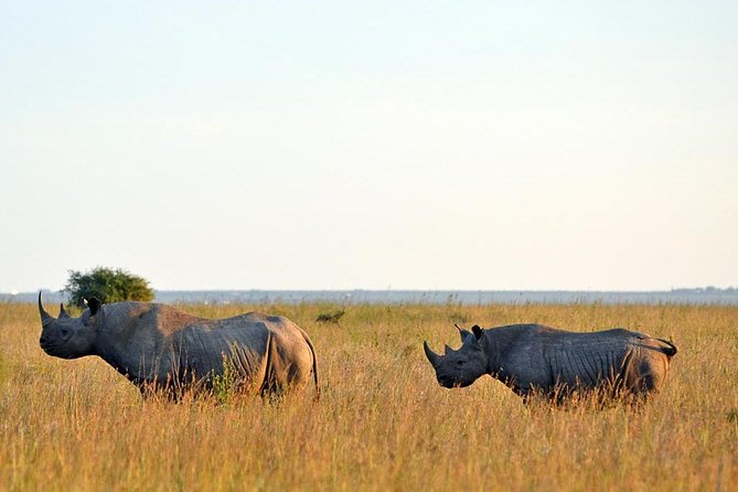 Day trip to Ol Pejeta conservancy from Nairobi - The First Two-Hour Game Drive and Chimpanzees