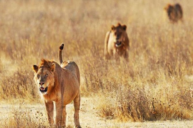 Day Trip - Tsavo East National Park ( Man Eater Lions of Tsavo & Other Big Five) - Leaving Diani before sunrise