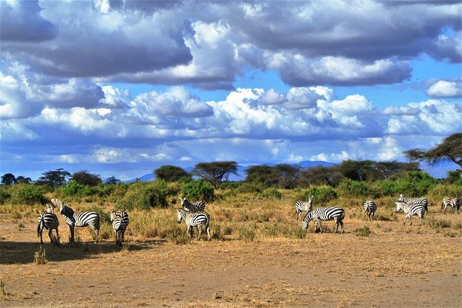 Day Trip - Tsavo East National Park ( Man Eater Lions of Tsavo & Other Big Five) - Big animals, small moments, and the man-eater story