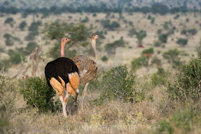 Day Trip - Tsavo East National Park ( Man Eater Lions of Tsavo & Other Big Five) - Lunch needs planning, not guesswork