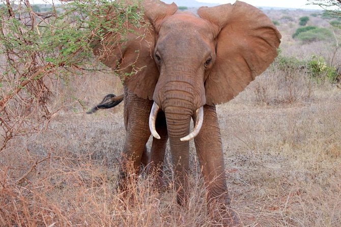 Day Trip - Tsavo East National Park ( Man Eater Lions of Tsavo & Other Big Five) - The afternoon drive and the long return
