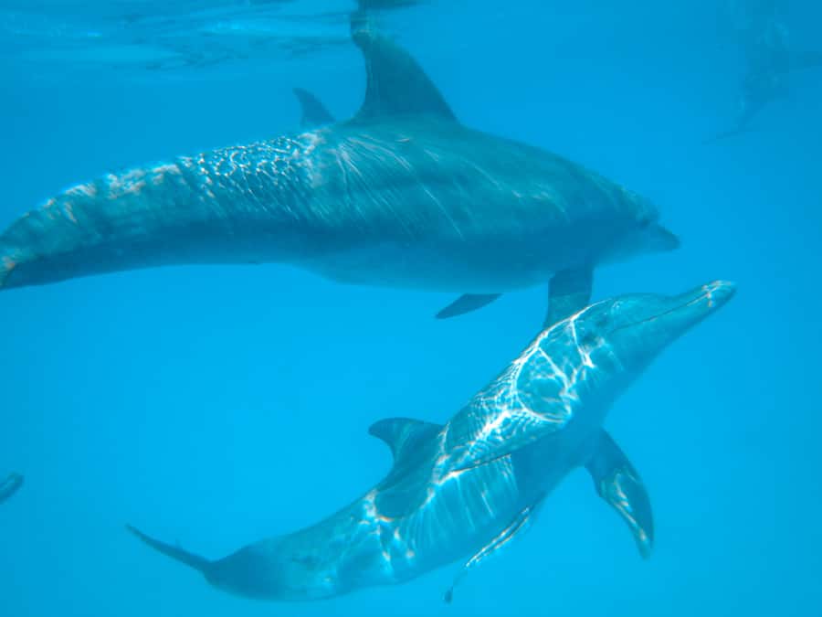 Dhow Adventure to Wasini Island & Kisite Marine Park - From Diani to the dhow before breakfast