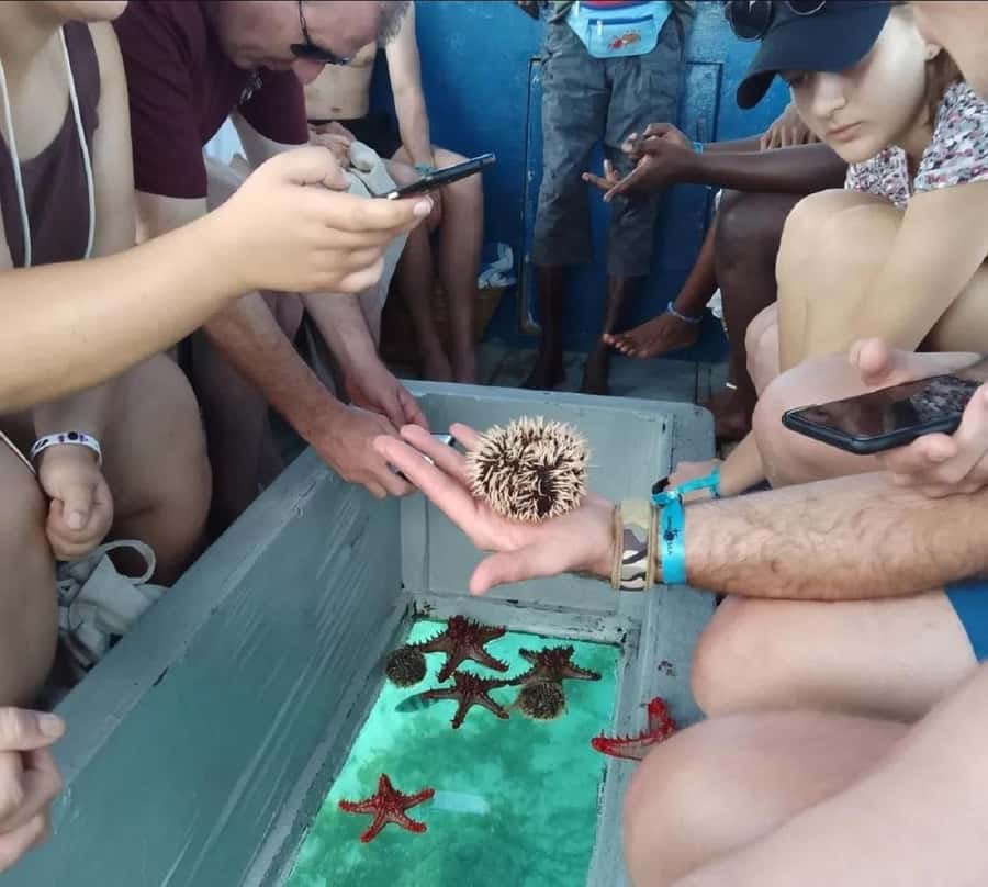 Diani Beach: Glass Boat Cruise to Robinson Island - Snorkeling with Tobias or Mishe