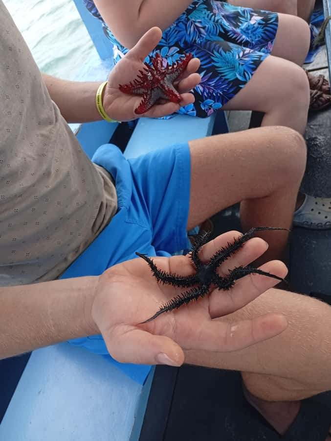 Diani Beach: Glass-Bottom Boat Cruise to Robinson Island - What the $35 price really gets you