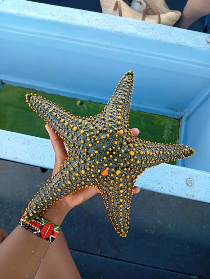 Diani Beach: Glass-Bottom Boat Cruise to Robinson Island - Robinson Island and the changing sandbank