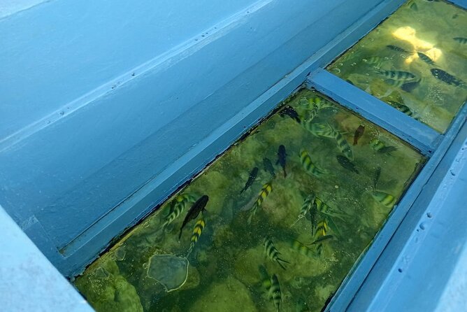 Diani Beach: Glass-bottom Boat Ride with Underwater Show - How much value you get for $30
