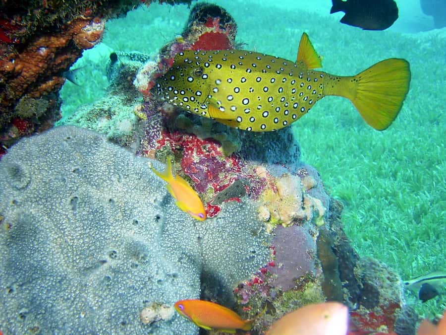 Diani Beach: Kisite Marine Park Dhow & Snorkeling with Lunch - Who will enjoy this day most?