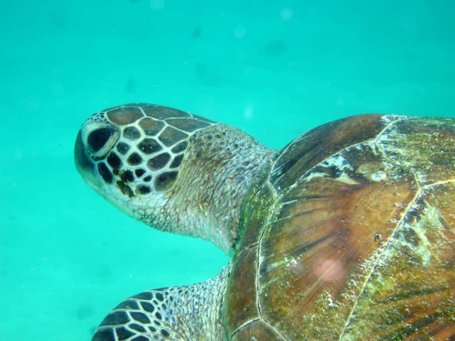Diani Beach: Kisite Marine Park Dhow & Snorkeling with Lunch - FAQ