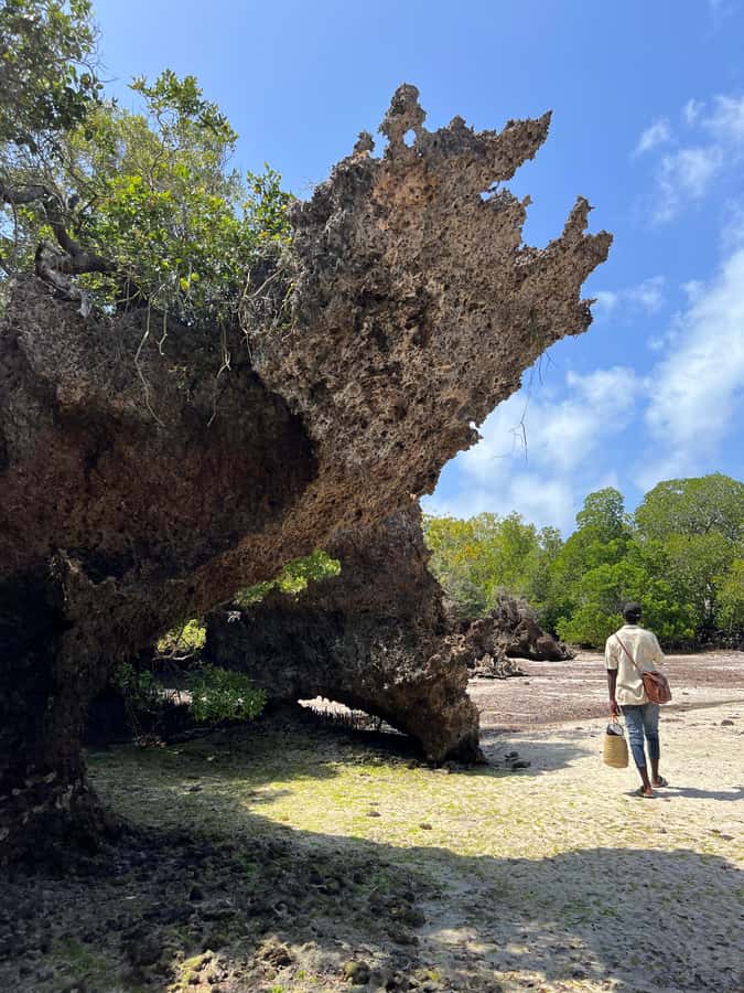 Diani Beach: Private African Pool Map Guided Tour - Is $35 good value for three hours?