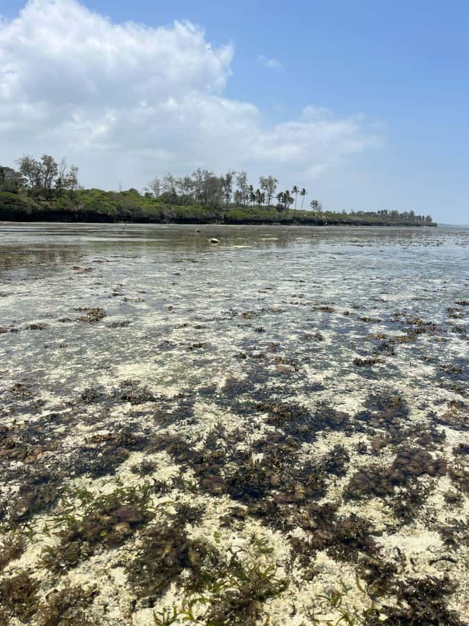 Diani: Full day Guided tour in Tiwi beach & Diani - Key points at a glance