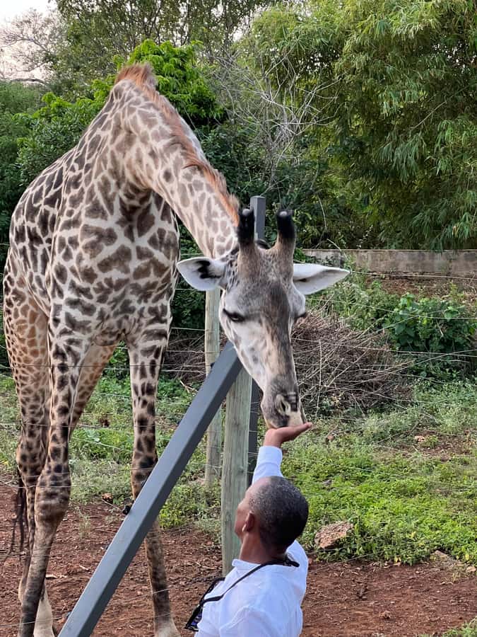 DIANI: SHARE A MEAL WITH GIRAFFES - Key points at a glance