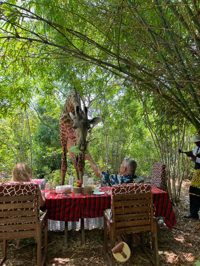 DIANI: SHARE A MEAL WITH GIRAFFES - Meeting the park’s full cast of animals