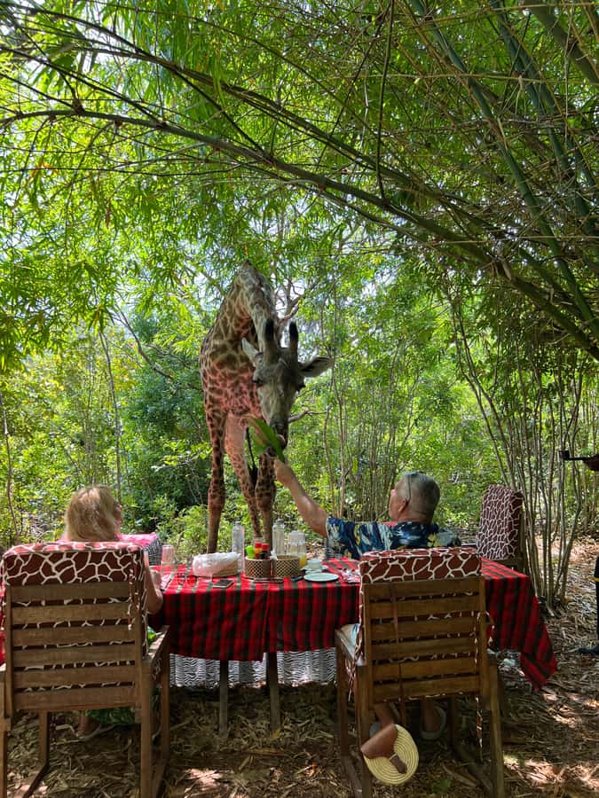 DIANI: SHARE A MEAL WITH GIRAFFES - The 4 pm pickup from Diani Beach