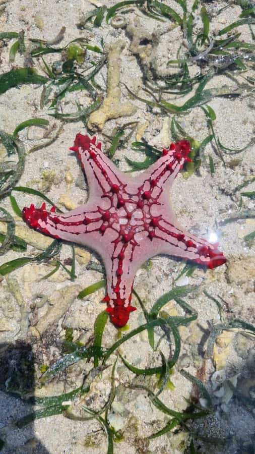 Diani: Snorkeling and Swimming at African Pool in Tiwi Beach - Is $35 a fair price?
