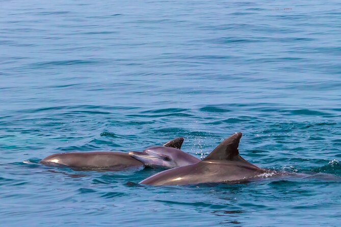 Dolphin Watch & Snorkeling at Kisite Marine Park & Wasini Island - Shimoni’s slave caves and the limits of a short history stop