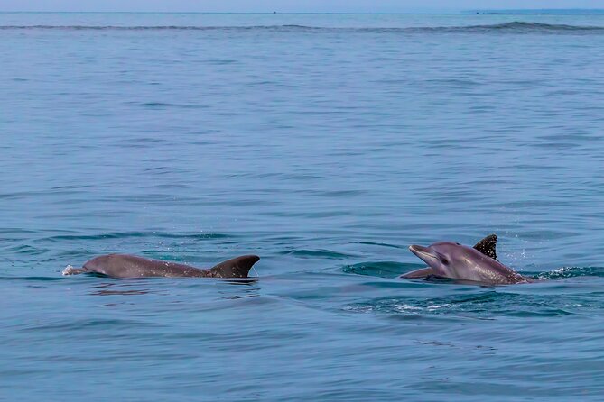 Dolphin Watch & Snorkeling at Kisite Marine Park & Wasini Island - What the $100 price really covers