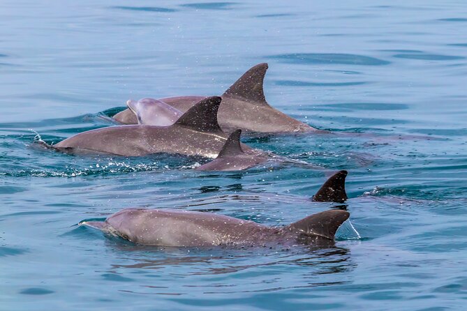 Dolphin Watch & Snorkeling at Kisite Marine Park & Wasini Island - Dolphin watching when nature sets the schedule