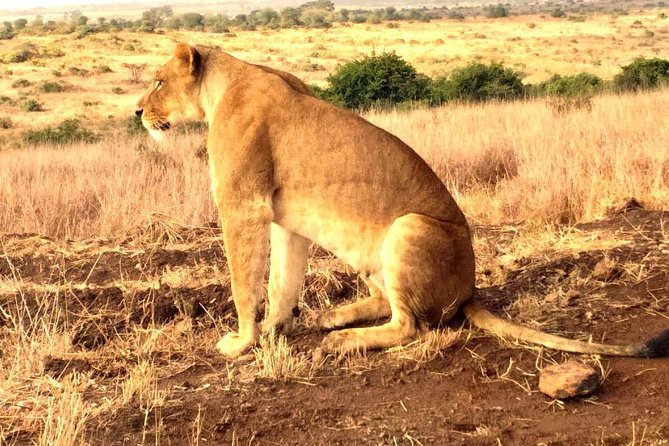 Early Morning Group Joining Mini Safari To Nairobi National Park - The park’s unusual setting and changing scenery