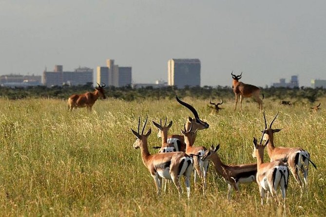Early Morning Group Joining Mini Safari To Nairobi National Park - Riding under the pop-up roof