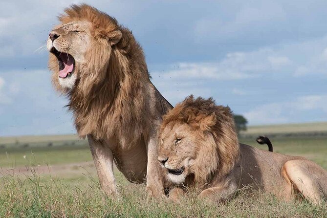 Early Morning Half Day Group Tour to Nairobi National Park - Why Nairobi National Park makes a good first safari