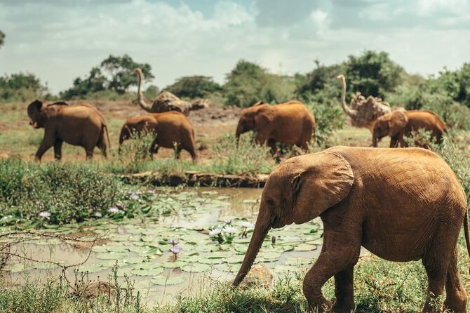 Early Morning Half Day Group Tour to Nairobi National Park - The animals you might see in three hours