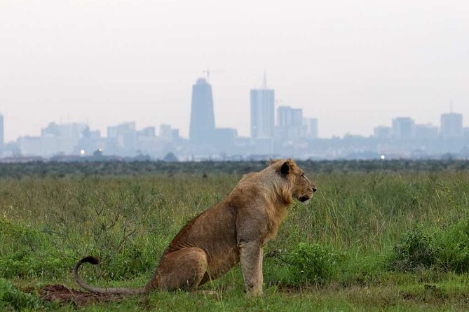 Early Morning Half Day Group Tour to Nairobi National Park - Who should book this morning safari