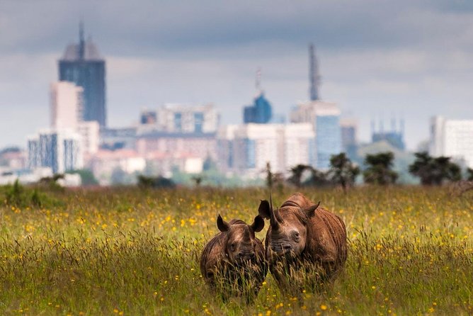 Early Morning Half Day Mini Safari To Nairobi National Park - Why this six-hour safari works in a city visit