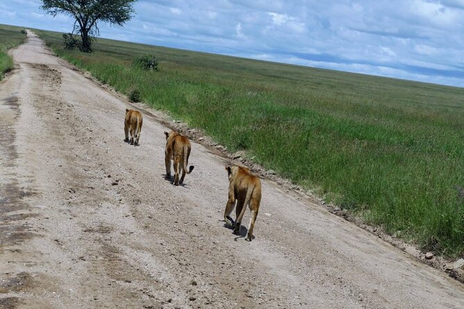 Early Morning Half Day Mini Safari To Nairobi National Park - Why the pop-up roof matters