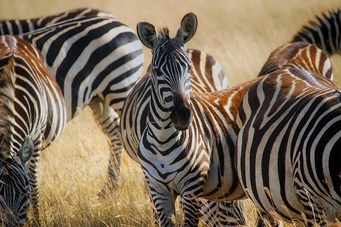 Early Morning Half Day Mini Safari To Nairobi National Park - Around 12:30 pm, back to your hotel
