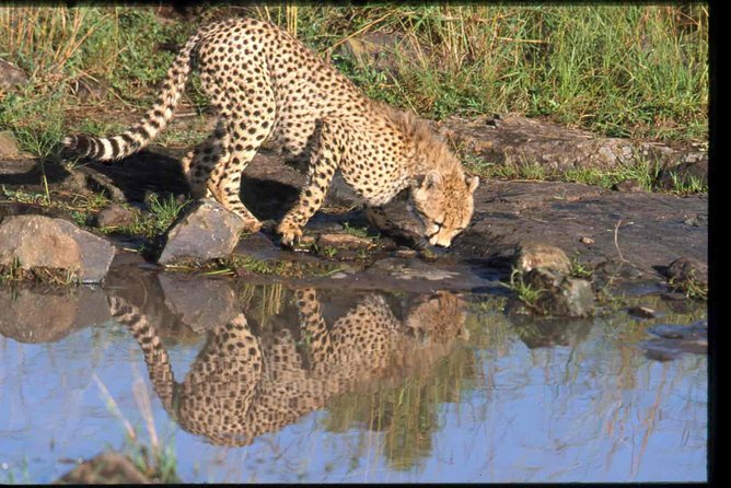 Early Morning Half Day Mini Safari To Nairobi National Park - Who should book this safari