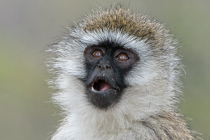 Early Morning Nairobi Park Safari and Giraffe Centre Tour. - What the $95 price really covers
