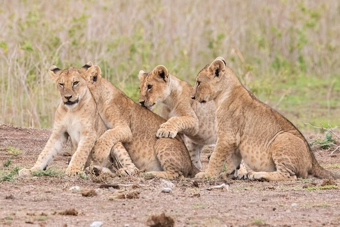 Early Morning Nairobi Park Safari and Giraffe Centre Tour. - Timing, tickets, and cancellation details