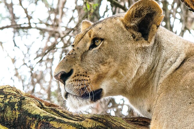 Early Morning Nairobi Park Safari and Giraffe Centre Tour. - Three hours among Nairobi National Park wildlife