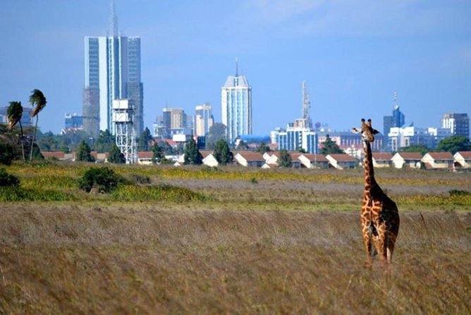 Early Nairobi Park Giraffe Centre and Optional Elephant Orphanage - The Giraffe Centre and Rothschild giraffes