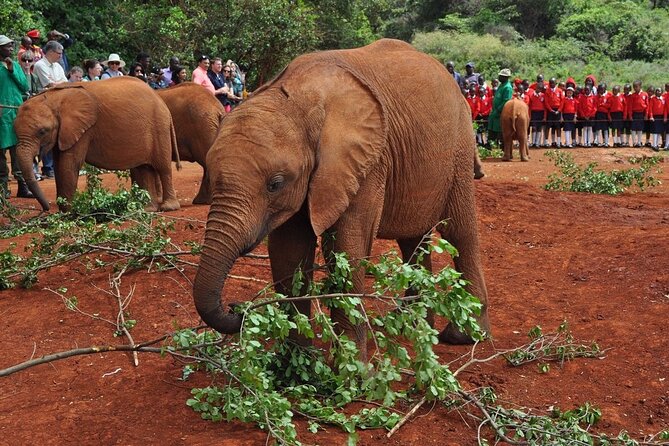 Elephant Orphanage and Giraffe Center Nairobi Day Tour - A short Nairobi outing built around a strict one-hour window