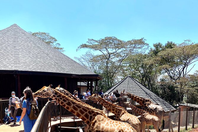 Elephant Orphanage and Giraffe Center Nairobi Day Tour - Who will get the most from this experience?