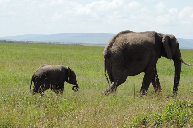 Elephant Orphanage and Giraffe Center Nairobi Day Tour - Meeting orphaned elephants at David Sheldrick