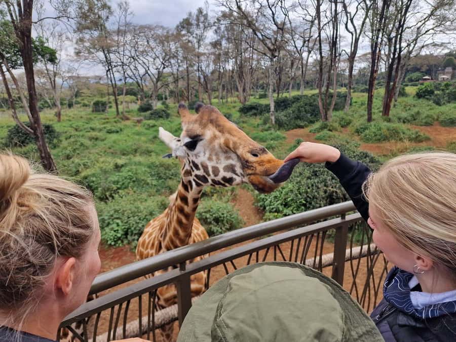 Elephant Orphanage and Giraffe Center Tour with Options - Why This Nairobi Combination Works
