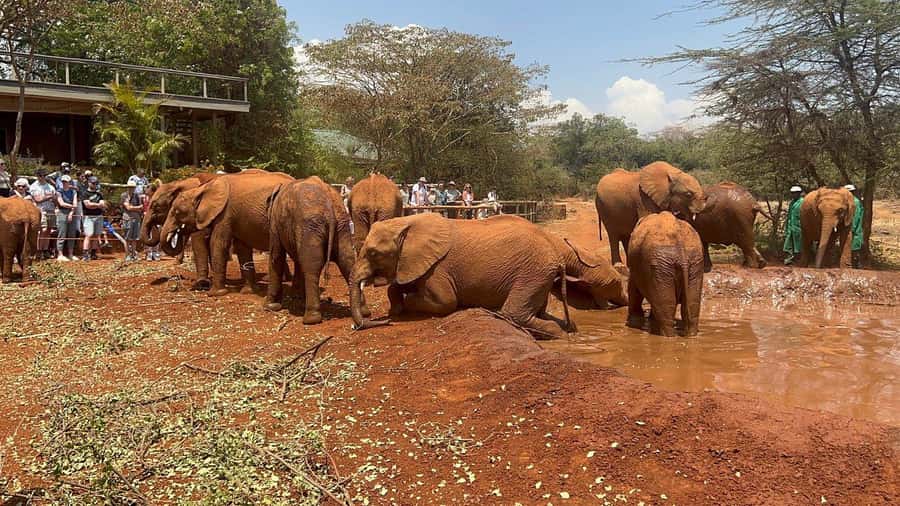 Elephant Orphanage and Giraffe Center Tour with Options - Starting With the Giraffe Center