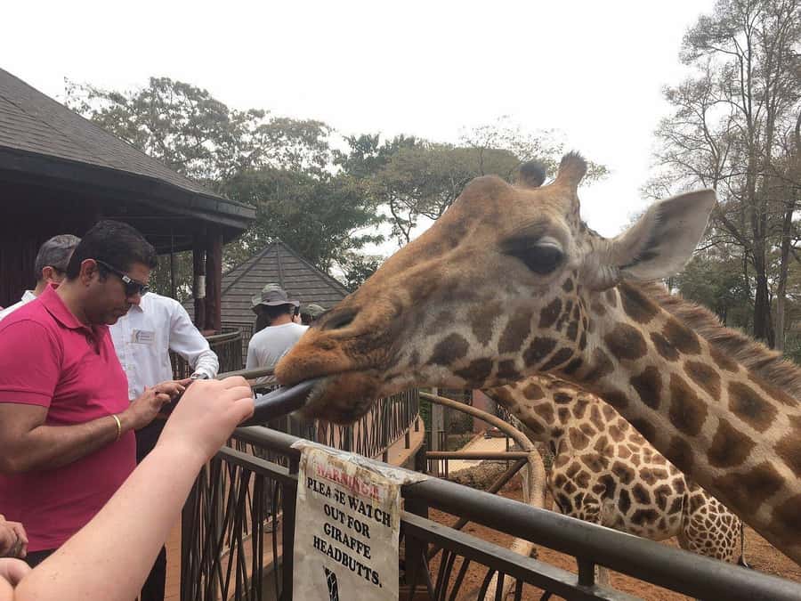 Elephant Orphanage and Giraffe Center Tour with Options - Kazuri Beads and the Human Side of the Day