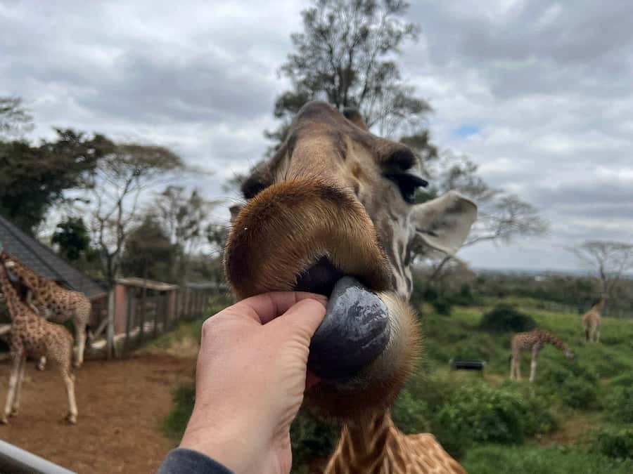 Elephant Orphanage and Giraffe Center Tour with Options - Choosing a Nairobi National Park Game Drive