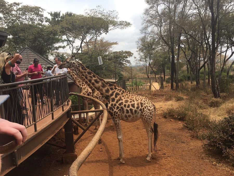 Elephant Orphanage and Giraffe Center Tour with Options - Getting Around Nairobi for Six to Eight Hours