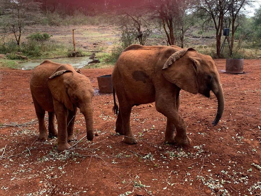Elephant Orphanage and Giraffe Center Tour with Options - Who Will Enjoy This Tour Most?