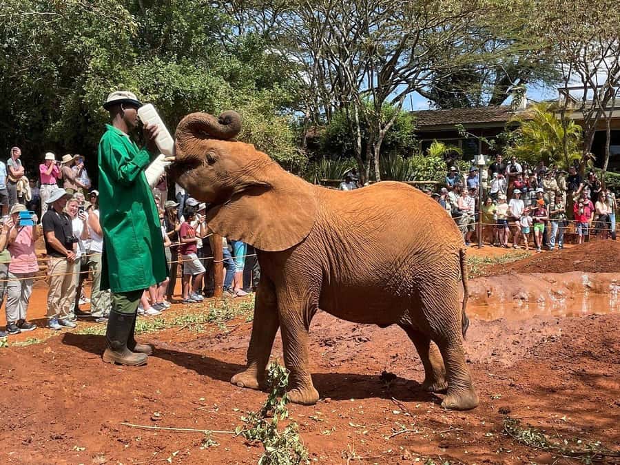 Elephant Orphanage and Giraffe Center Tour with Options - The Sheldrick Elephant Orphanage Feeding