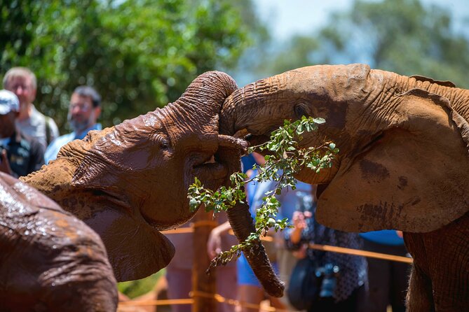 Elephant Orphanage, Giraffe Center & Bomas of Kenya Day Tour - Four Nairobi experiences in one carefully timed day