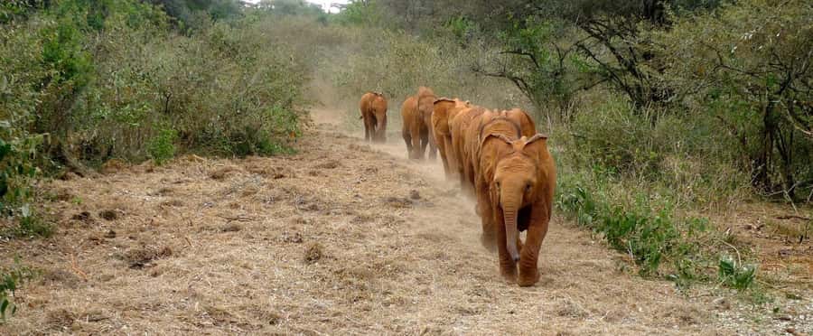 Elephant Orphanage,Giraffe Center&Karen Blixxen Day TripTour - Key points to know before booking